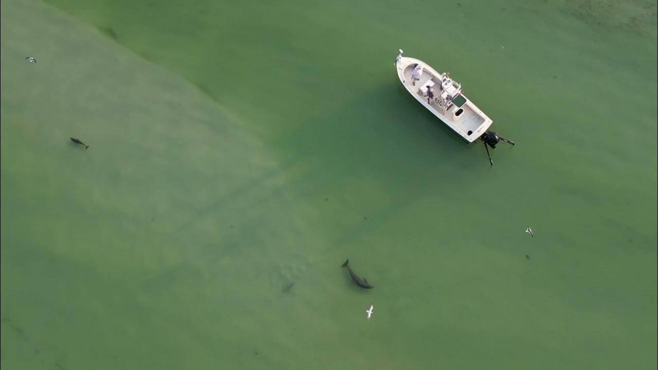 Fisherman and dolphin Honeymoon Island 5/9/23 🐬 YouTube