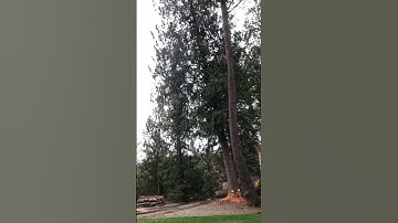 Gently felling a large cedar tree 🌲 #precisiontreefelling #treefelling #chainsaw #stihl