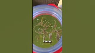 KASIH MAKAN ANAK GABUS GALON‼️