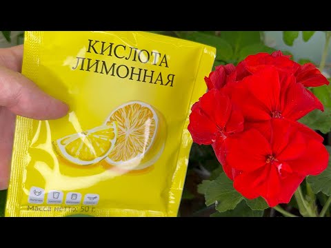 Video: Суюлтулган лимон ширеси өсүмдүктөргө зыян келтиреби?