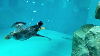 Tufted puffin diving and paddling at Como Zoo by Jaymes Grossman 103 views 11 months ago 1 minute, 36 seconds