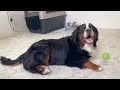 老犬バーニーズが初めて元気に動き回る姿を見ました