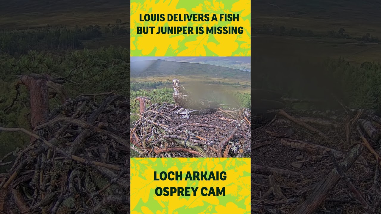 Where’s Juniper? Louis Arrives With a Fish But No One’s Home 🦅🐟