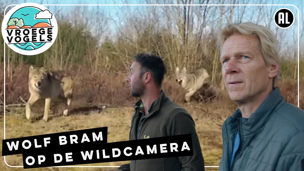 Wolven op vliegbasis Soesterberg | TV | Vroege Vogels