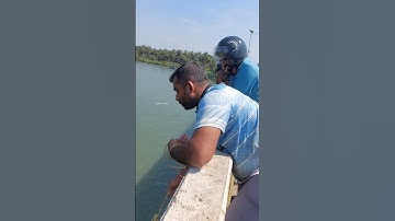 വലിയ മീൻ കുടുങ്ങി വല പൊളിക്കോ 12.10.25  #fishing #seafishing #fishermen #fish #shorts