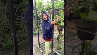 Dad Mom Asks For Money funny trending shorts