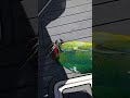 Mahi Action offshore today