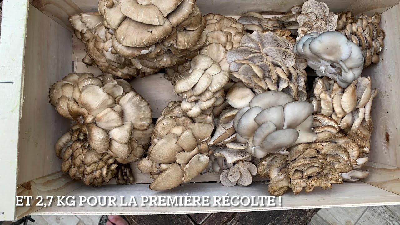 Culture des pleurotes - Premier essai