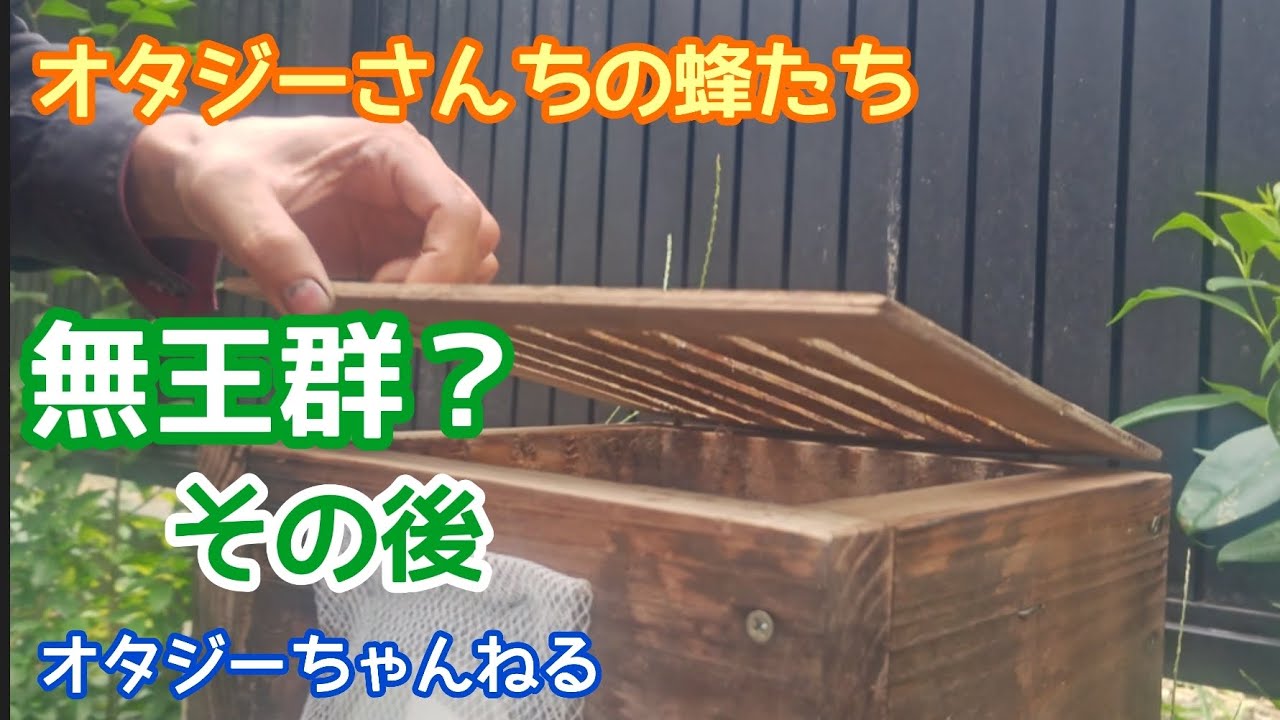 オタジーさんちの蜂たち　無王群？その後