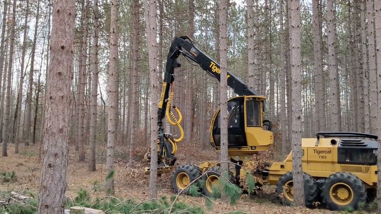 TigerCat 1165 thinning lumber stand 