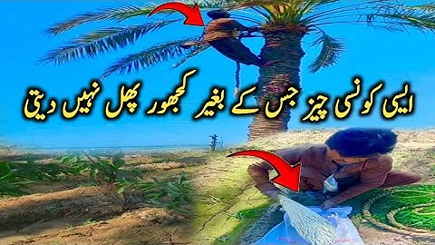 Date Palm Pollination- Easy and effective method
