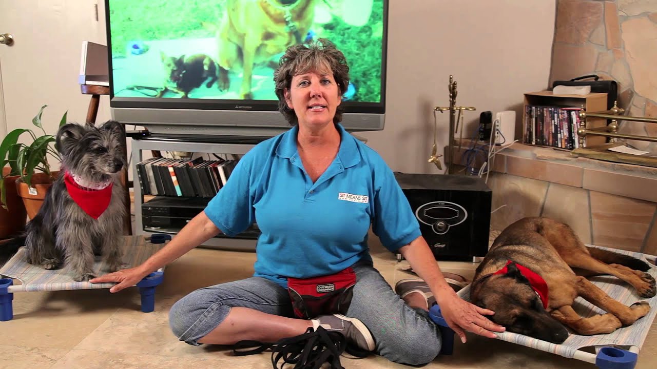 How to Make a Dog Stop Growling at the TV When Dogs or Horses A... : Dog Training & Basic Obedience - YouTube