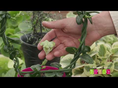 Vidéo: Quelles Fleurs D'intérieur Sont Utiles Pour Garder Dans Un Appartement