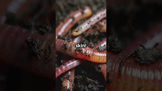 Worm Facts In Less Than 60 Seconds