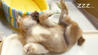 今寝てるもん 明らかに寝たふりする柴犬 しかし飼い主の一言に Grape グレイプ 今寝てるもん 明らかに寝たふりする柴犬 しかし飼い主の一言に Grape グレイプ
