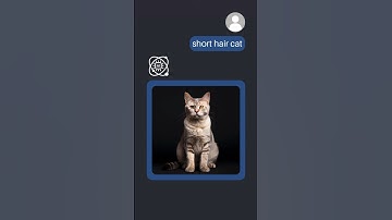 The hair. #ai #aiart #aigenerated #chatgpt  #cat #catlover