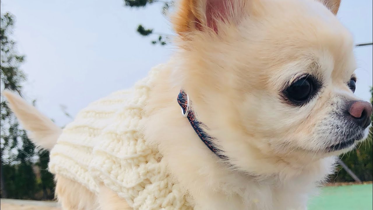 Simple dog sweater / size M💫 - YouTube