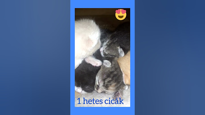 1 hetes kiscicák