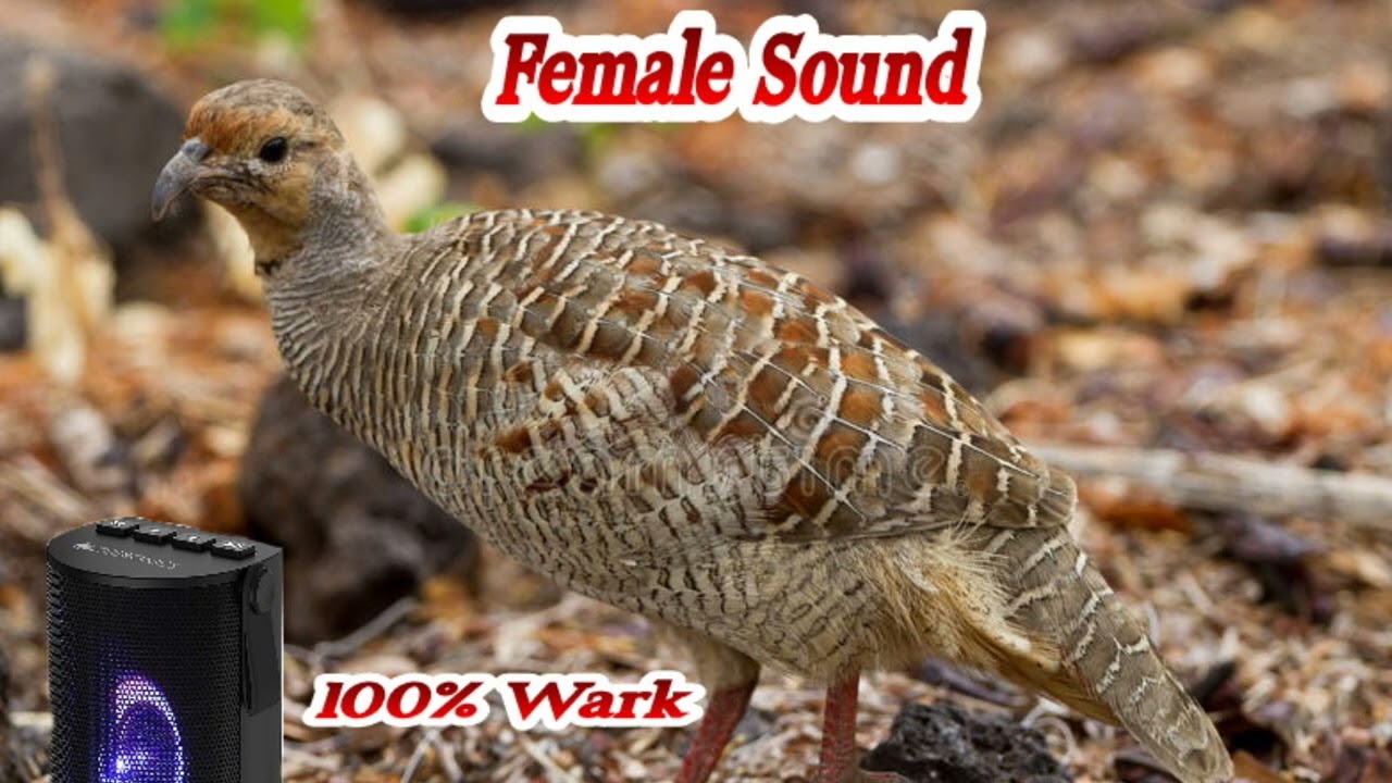 Grey francolin Bird Female Sound   Wark     Kamuju Sound 