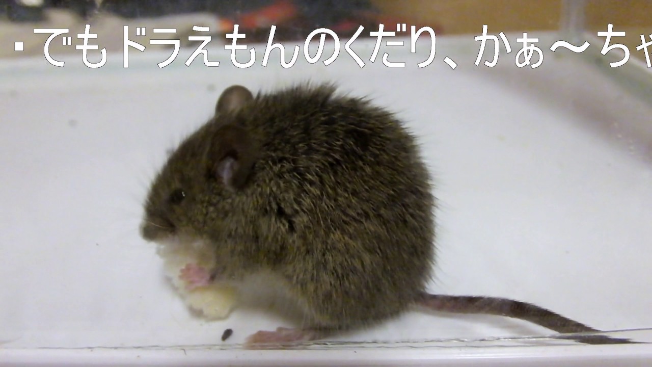 朝からドタバタ捕物帖 捕獲した子ネズミが まぁまぁ可愛いかった Youtube