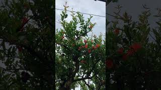 IMG 9248 IMG 9248