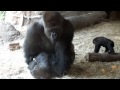 Copulation of gorilla.ゴリラの交尾。