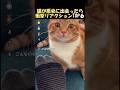 ㊗️290万再生🌸驚愕猫の匂いリアクション#かわいい #動物 #funnyanimals
