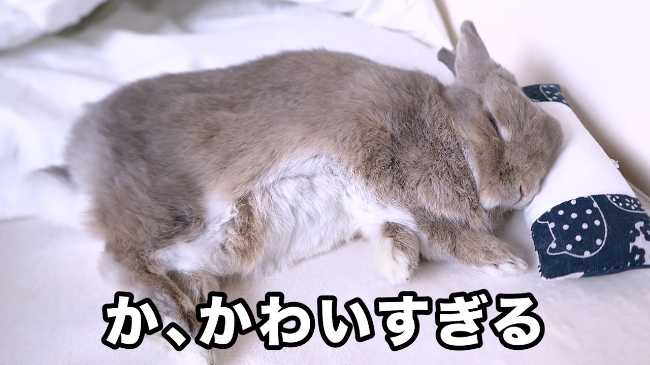 枕を使って睡眠するうさぎが癒し効果抜群なので見てほしい