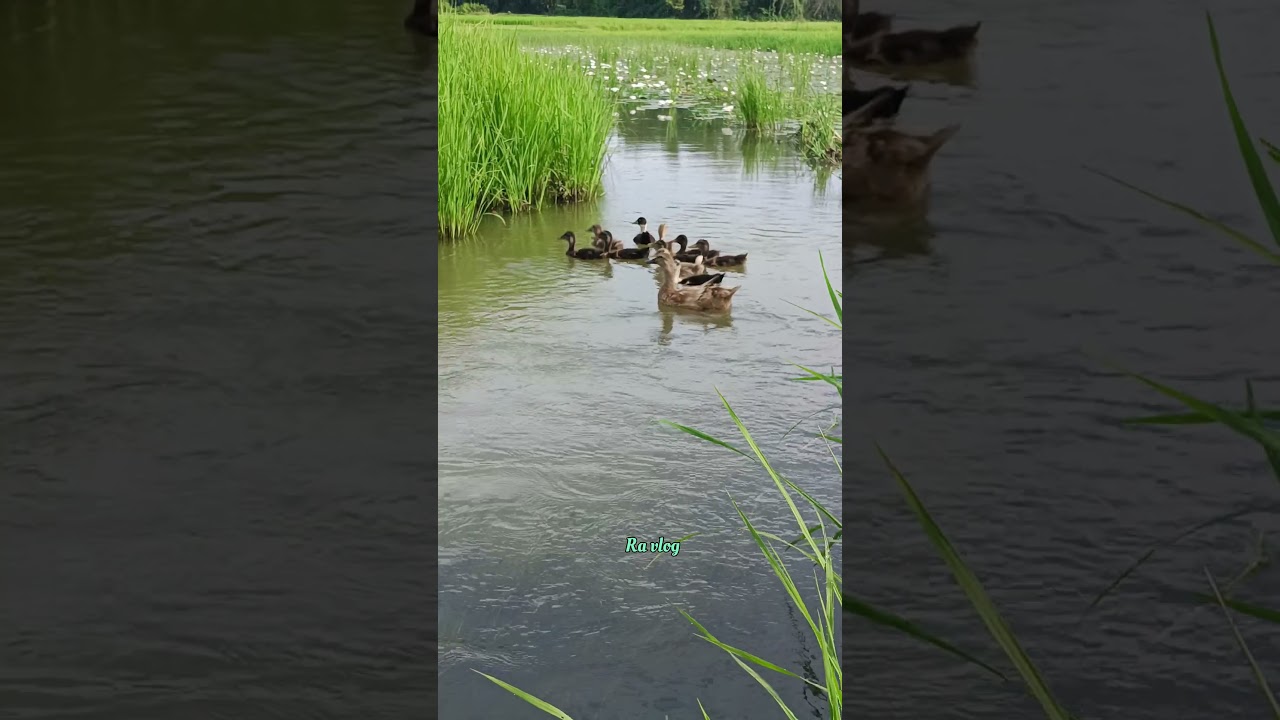 🦆 Cute Duck Swimming Video | Most Adorable Duck Ever 😍