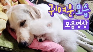 ENG SUB _ [Heart attack] Cute dog's healing video