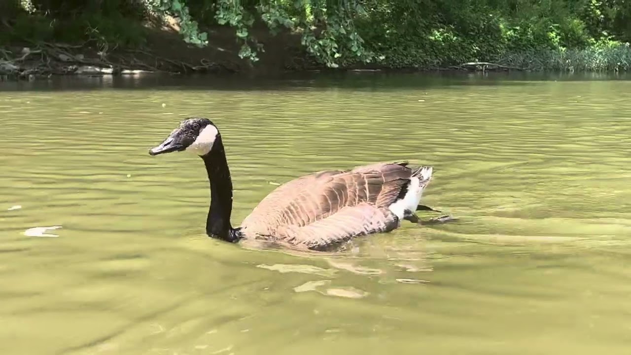 Canadian goose following me on the Duck River