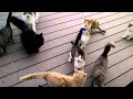 Funniest Cute Cats ♥ Best Funny Cat Videos 2021#16