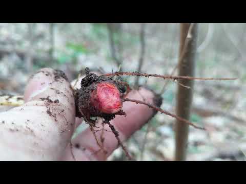 Video: Canadian sanguinaria: cultivation and medicinal properties