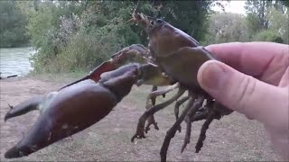 Catch & cook Signal Crayfish/Crawfish.