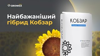 ВРОЖАЙНИЙ, СЕМИРАСОВИЙ СУЛЬФО СОНЯШНИК КОБЗАР