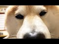 眠い柴犬に近づいて鼻息を吹きかけられ続ける動画