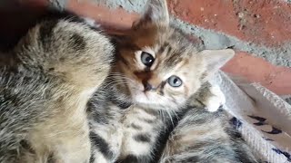 So Cute Kitten Between Moms Legs