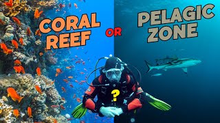 Exploring the Amazing Marine Life in the Pelagic & Reef Zones
