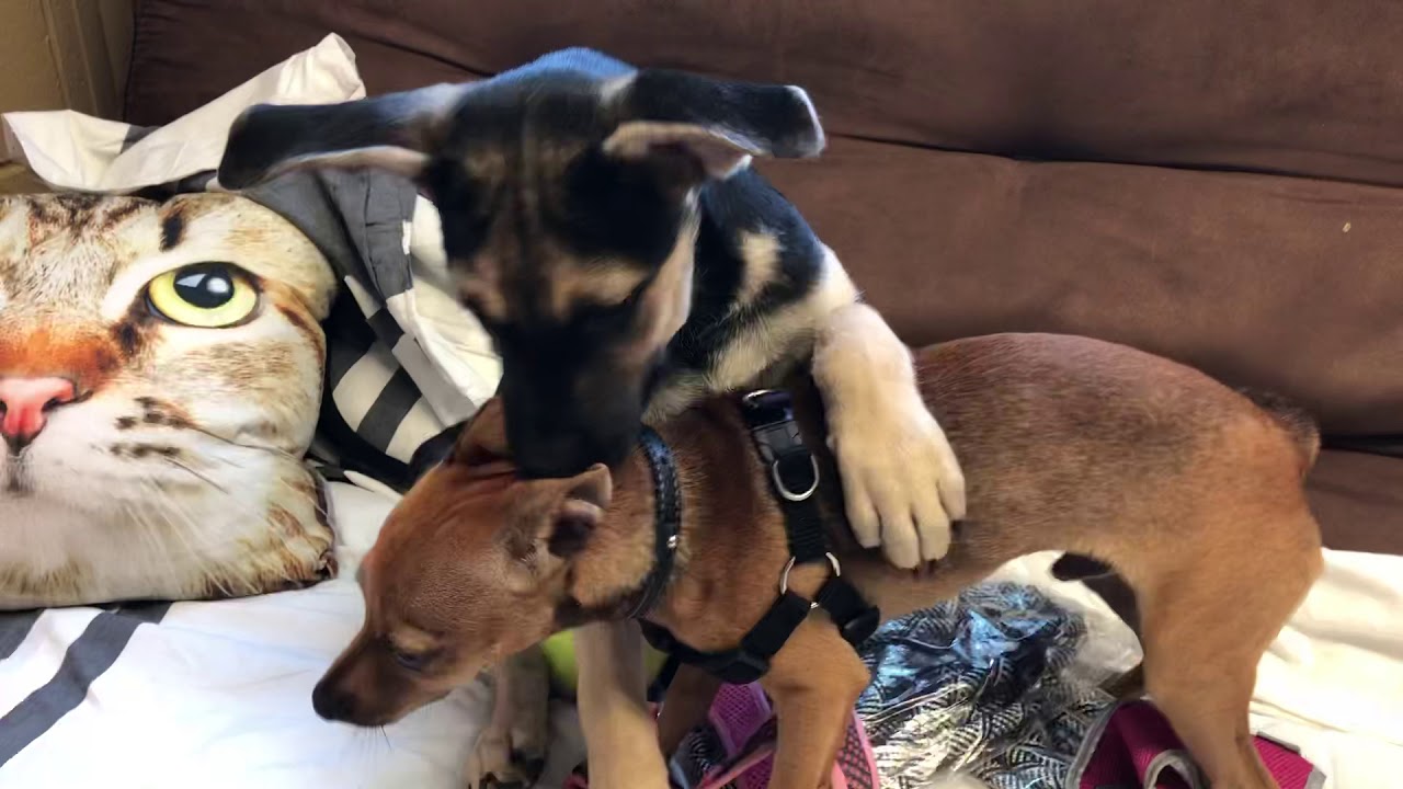 Puppies Gouda and Blaze ️ Posh Pets Rescue, Long Beach, NY YouTube