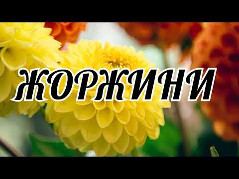 ЖОРЖИНИ Співоча Думка