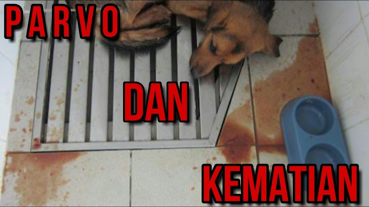 PARVO VIRUS Pada Anjing Yang Mematikan 