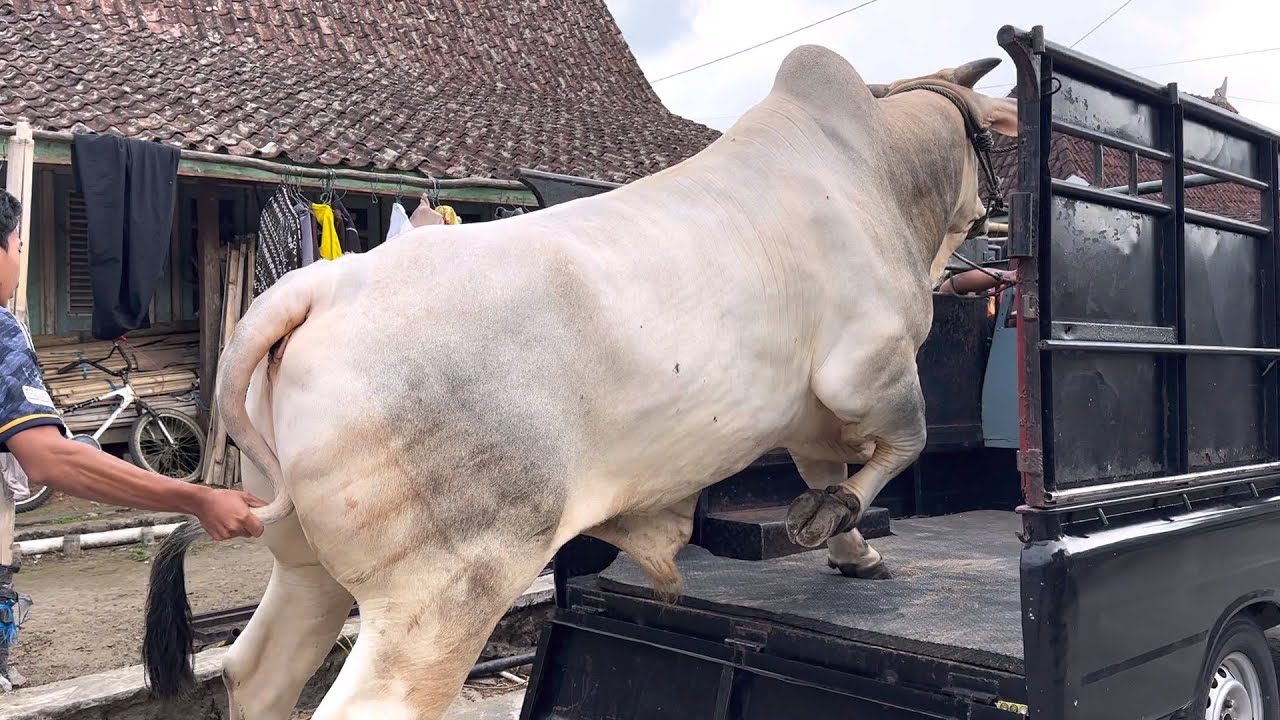 SAPI MONSTER BRAHMAN CROSS 🔥 - YouTube