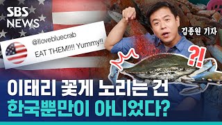 처치 곤란 이탈리아 '푸른 꽃게'를 차지할 자는 누구인가? / 귀에빡종원 / SBS