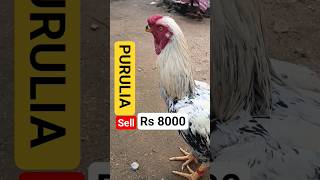 The Parrot Beak Aseel: Nature's Most Unusual Rooster💯parrot beak Aseel 💀 Mafia #mafia  #murgamandi