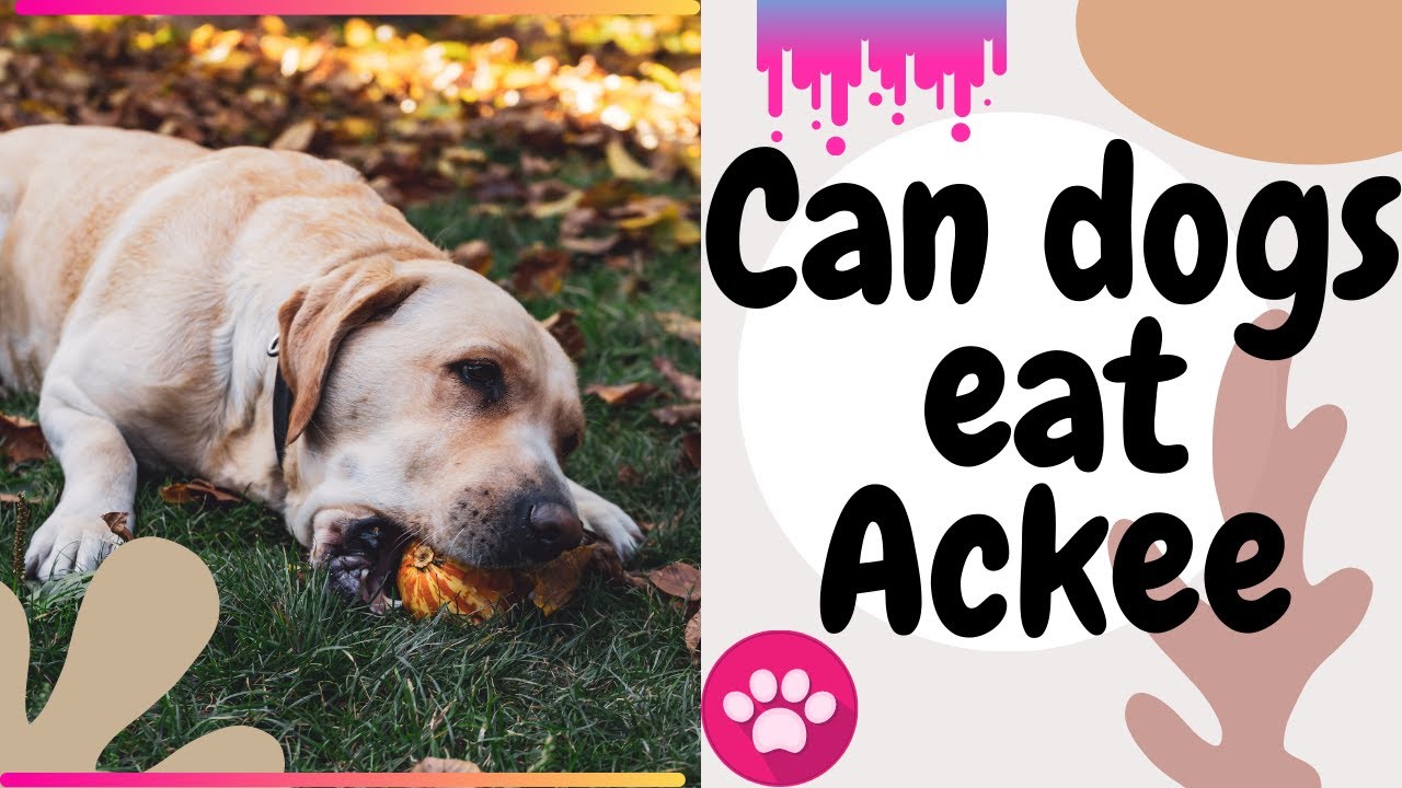Can dogs eat Ackee Is Ackee poisonous Can dogs eat cooked Ackee