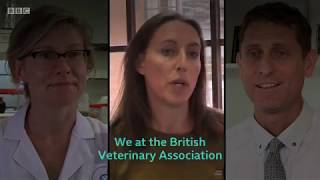 Animal welfare Is it safe for cats to be vegan