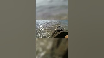 hati hati kalau dapat ikan,amati dulu beracun apa tidak!! Ikan Sembilang beracun durinya. #shorts