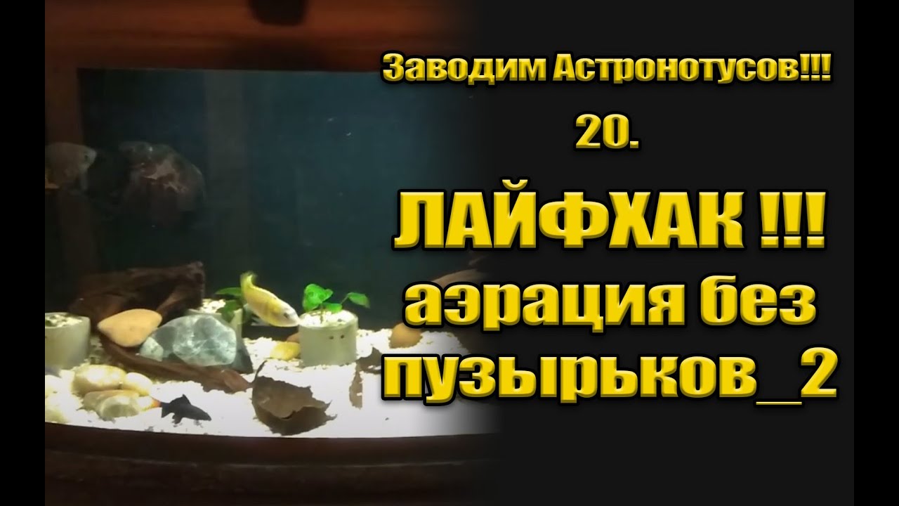 Заводим Астронотусов!!! 20. Лайфхак. Аэрация без пузырьков_2