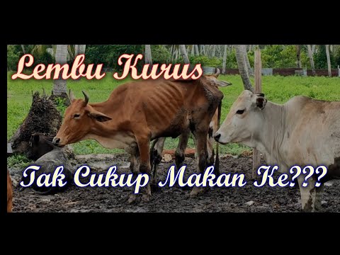 Video: Berapa lamakah masa yang diambil untuk lembu mempunyai anak lembu?