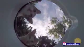 Kapinizin Önüne Bi̇r Kap Su Koyduğunuzda Neler Oluyor?